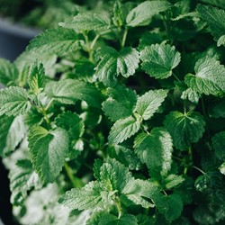 Lemon Balm, Cure-all Citrina EKO