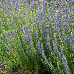 Hyssop EKO