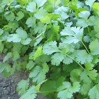 Coriander slowbolting (Coriandrum sativum) EKO