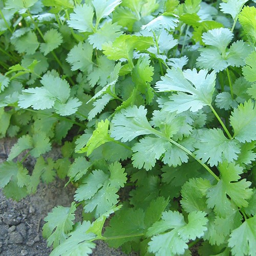 Coriander slowbolting (Coriandrum sativum) EKO