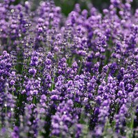 Lavendel echte, Violet blauw, Verani EKO
