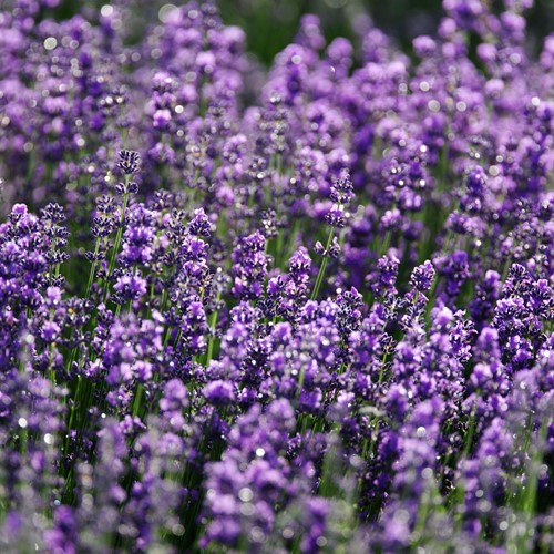 Sweet Lavender, Violet Blue, Verani EKO