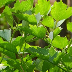 Lovage EKO - Levisticum Officinalis