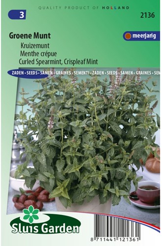 Spearmint curled, Crispleaf Mint (Mentha spicata crispa)-2