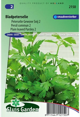 Parsley plain leaved 2 - Petroselinum hortense-2