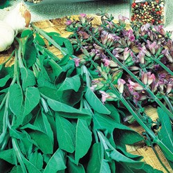 Garden Sage, Culinary Sage, Fanni EKO