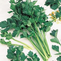 Celery Amsterdam Dark Green (Apium grav.)
