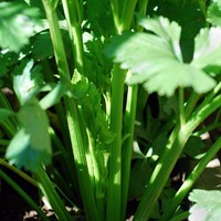 Celery, dark green, Westlandse EKO