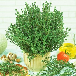 Thyme French Summer, Garden Thyme (Thymus vulg.)