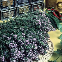 Thyme German Winter, Garden Thyme BIO - Thymus vulg