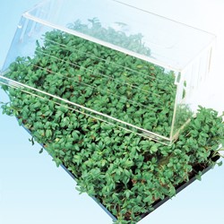 Cress, Common or plain, Pepperweed