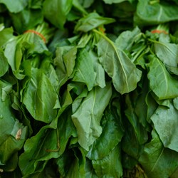 Sorrel Green de Belleville (Rumex acetosa)