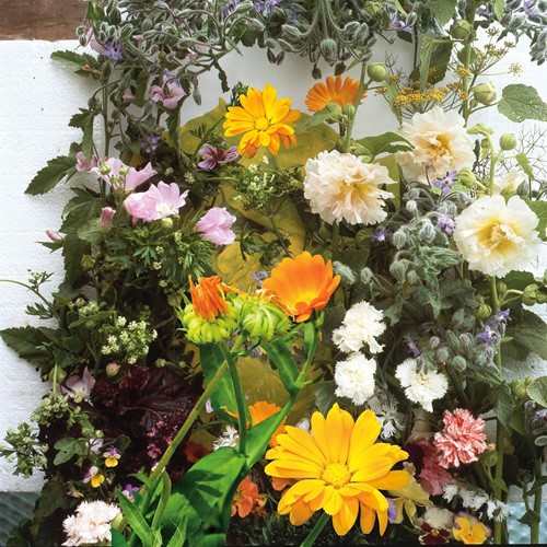 Edible Flowers and Herbs mix