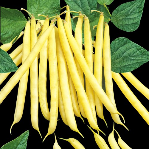 Dwarf French bean Orinoco wax - Phaseolus