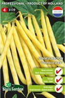 Dwarf French bean Orinoco wax - Phaseolus-2