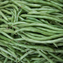 Climbing French Bean Cobra (improved Westlandse)