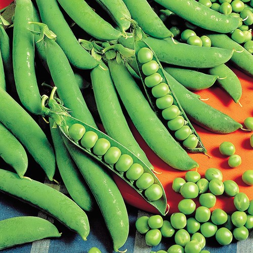 Pea Round seeded Meteor (50 cm)