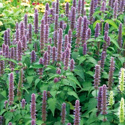 Anise Hyssop Blue Spike