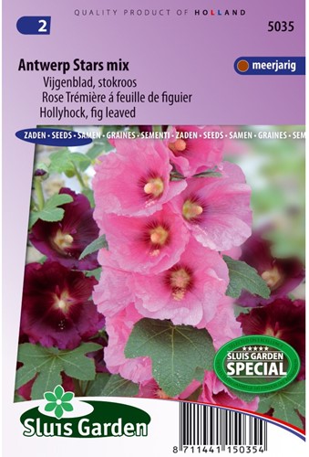 Hollyhock Antwerp Stars single mix-2