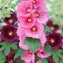 Stokroos Antwerp Stars enkelbloemige mix - Alcea ficifolia