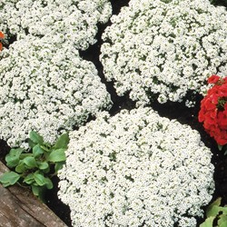 Schildzaad Sneeuwkleed (Alyssum)