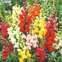 Leeuwenbek Rainbow mix, halfhoog