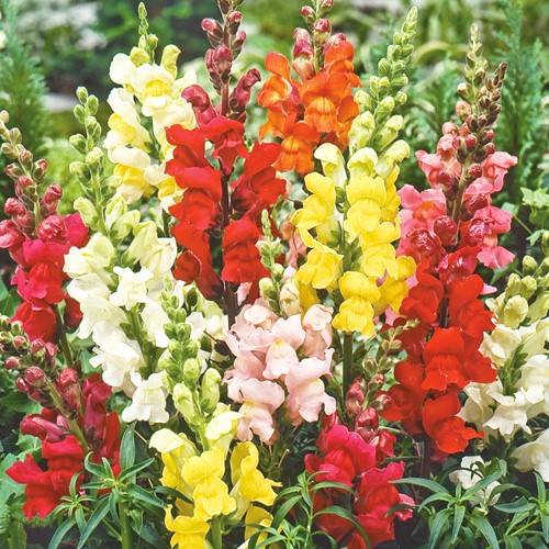 Leeuwenbek Rainbow mix, halfhoog