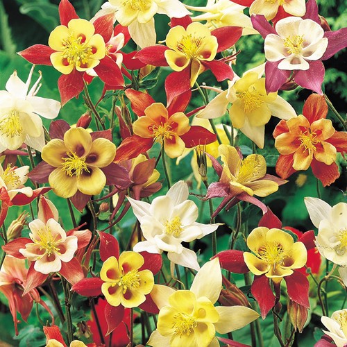 Akelei McKana Giant Hybrids - Aquilegia