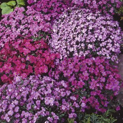 Aubrieta Mix, Purple Rock Cress