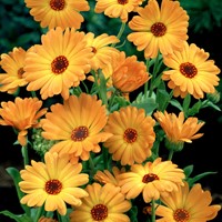 Goudsbloem Orange EKO - Calendula