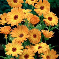 Goudsbloem Orange EKO - Calendula