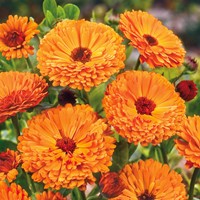 Goudsbloem Ball's Orange - Calendula