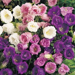 Canterbury Bells medium Double Mix - Campanula mix