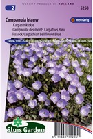 Bellflower Carpathian Blue, Tussock-2