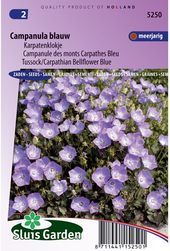 Bellflower Carpathian Blue, Tussock-2