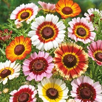 Margriet Rainbow Mixed (Bonte Ganzebloem)