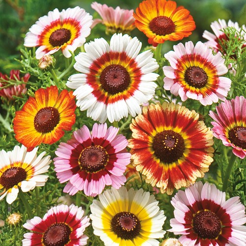 Daisy painted, Summer Chrysanthemum Rainbow Mix