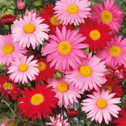 Daisy pyrethrum, Painted Daisy Robinson's Giants Mix