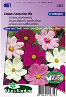 Mexican Aster, Garden Cosmos Sensation Mix-2