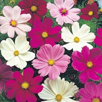 Mexican Aster, Garden Cosmos Sensation Mix