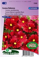 Cosmos Rubenza Fleuroselect Novelty-2