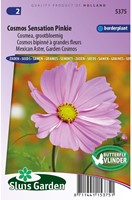 Cosmea Sensation Pinkie - Cosmos bipinnatus-2