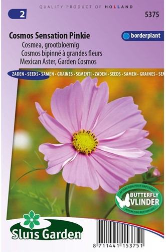 Mexican Aster Sensation Pinkie - Cosmos bipinnatus-2