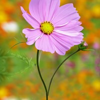 Mexican Aster Sensation Pinkie - Cosmos bipinnatus