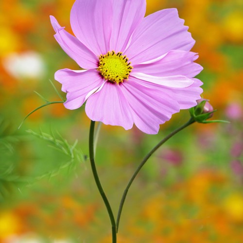 Cosmea Sensation Pinkie - Cosmos bipinnatus