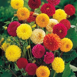 Dahlia tall double Pompon Mix