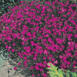 Maiden Pink Lindoya (carmine red) - Dianthus