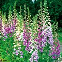 Foxglove Excelsior mix