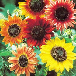 Sunflower tall single Evening Sun Mix