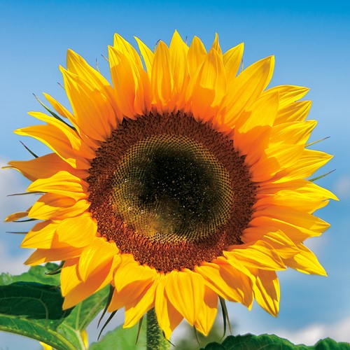 Zonnebloem F1 Sunrich Orange (Helianthus)